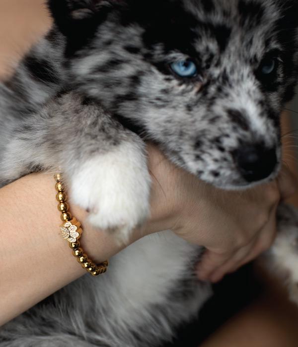NOGU X ASPCA