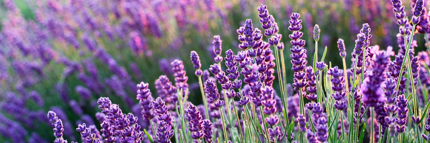 FRENCH LAVENDER