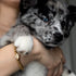 patte | Or 18 carats | Impression de chiot en cristal
