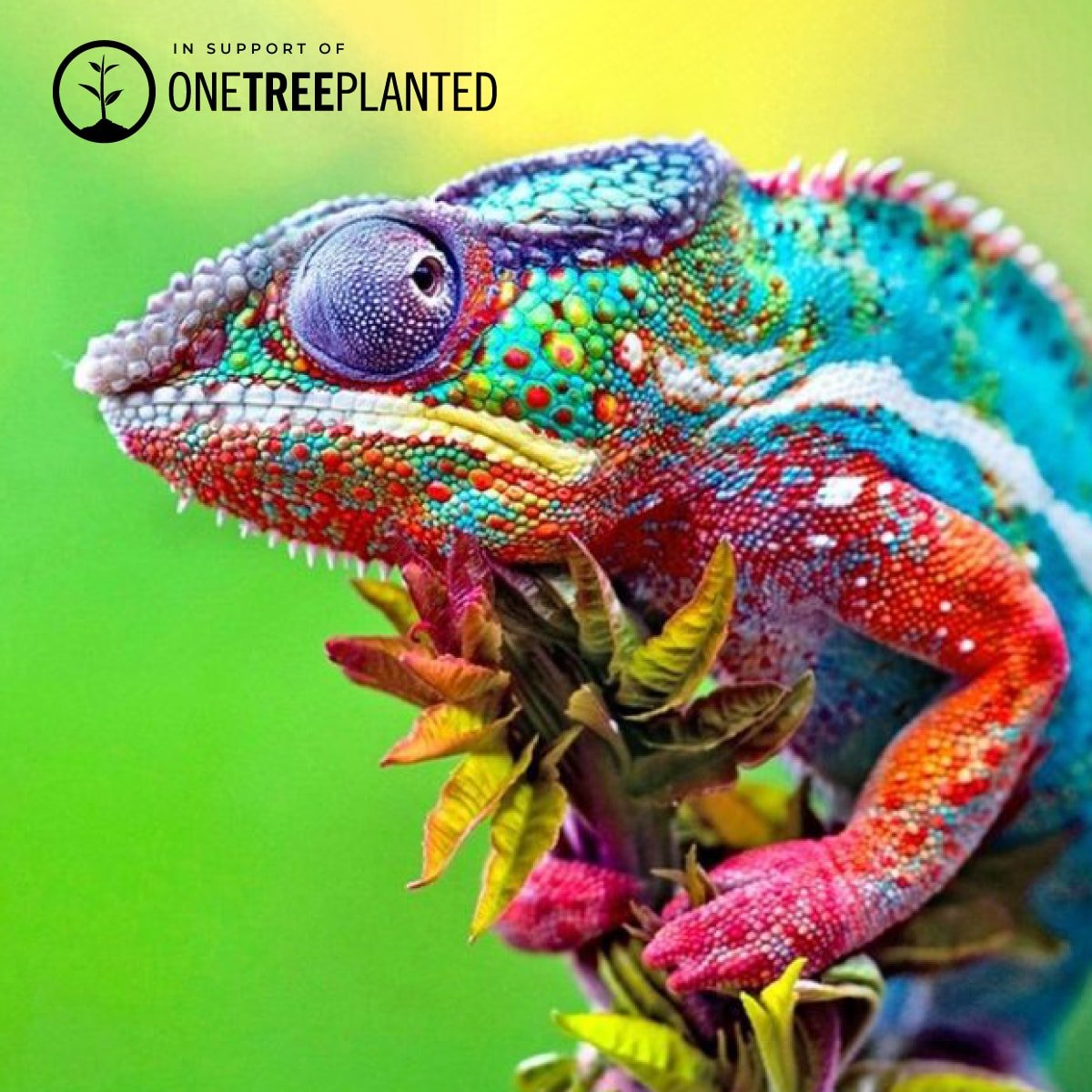 Chameleon Links | Original Kismet Bracelet | White x Unicorn Silver