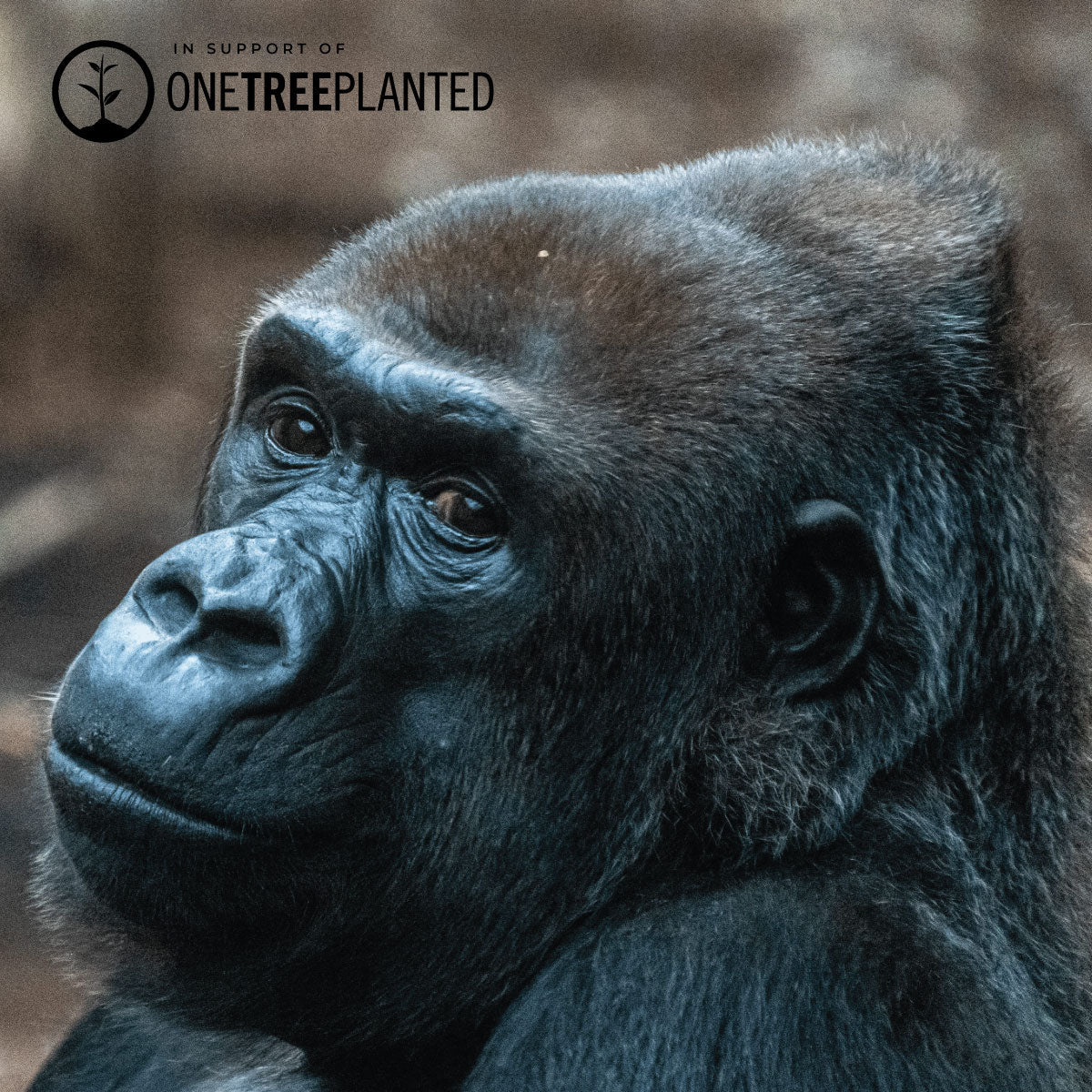 Mountain Gorilla Links | Original Kismet Bracelet | Black x Gunmetal