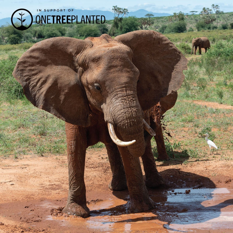 Liens Éléphant de Sumatra | Bracelet Kismet Original | Bleu x Argent