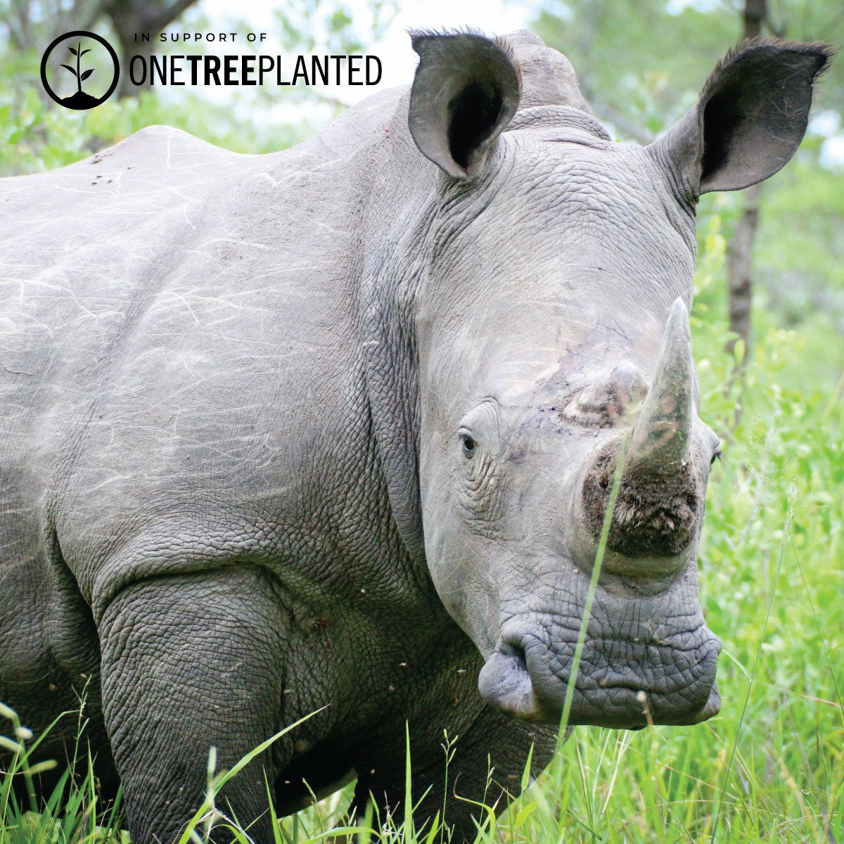 White Rhino Links | Original Kismet Bracelet | White x Silver