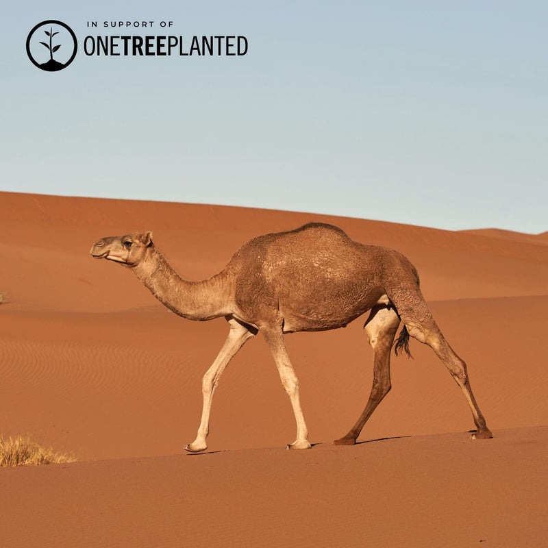 Liens de chameau | Bracelet Mini Kismet | Orange x Argent