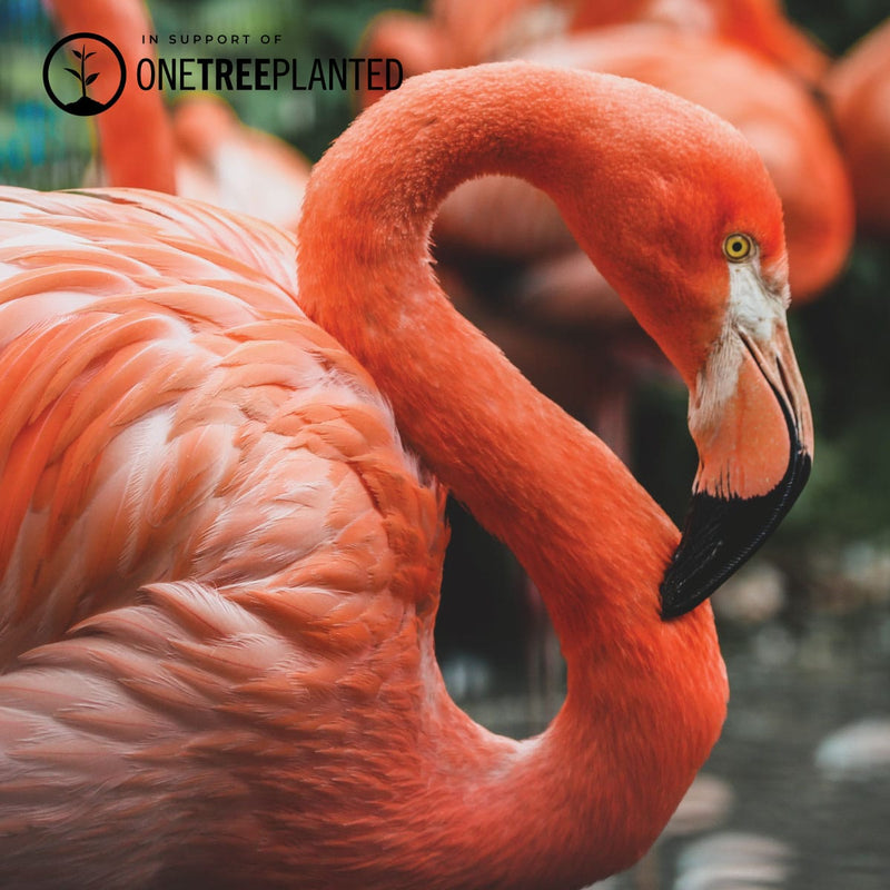 Liens Flamingo | Bracelet Mini Kismet | Rose x Argent