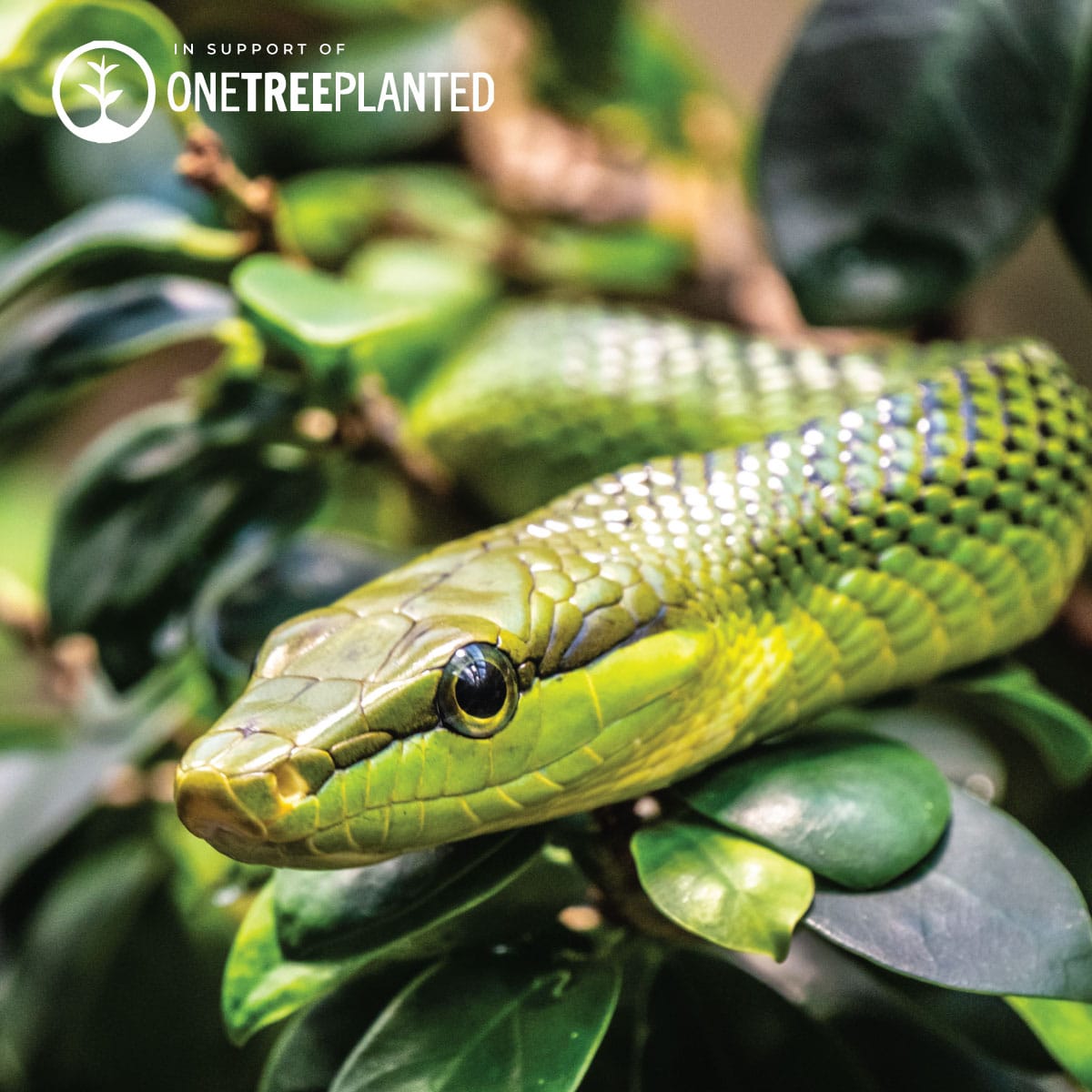 Green Tree Snake Links | Mini Kismet Bracelet | Lime Green x Silver