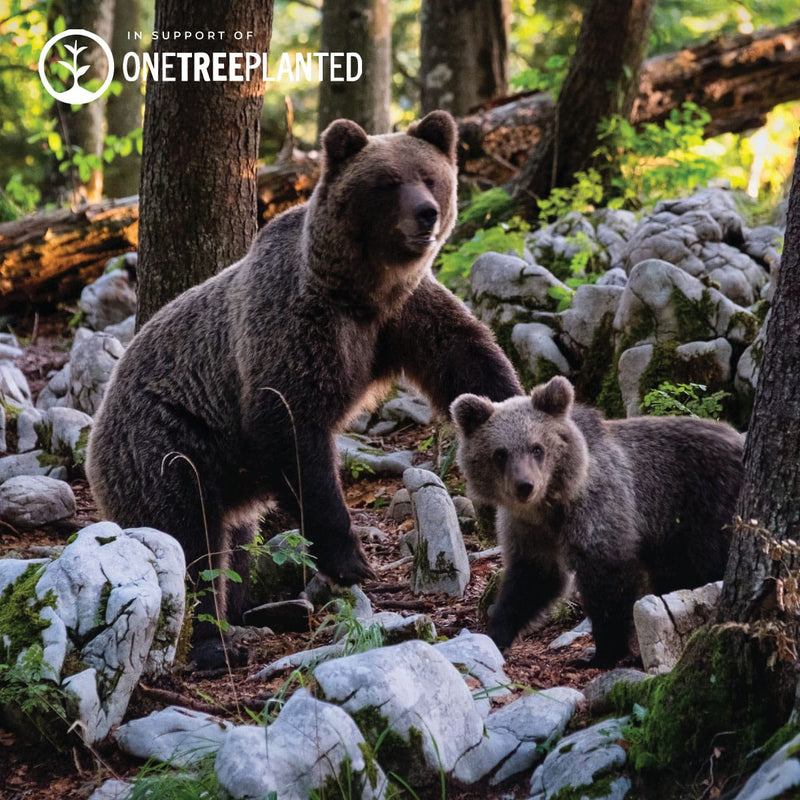Liens vers l'ours grizzli | Bracelet Mini Kismet | Marron x Argent