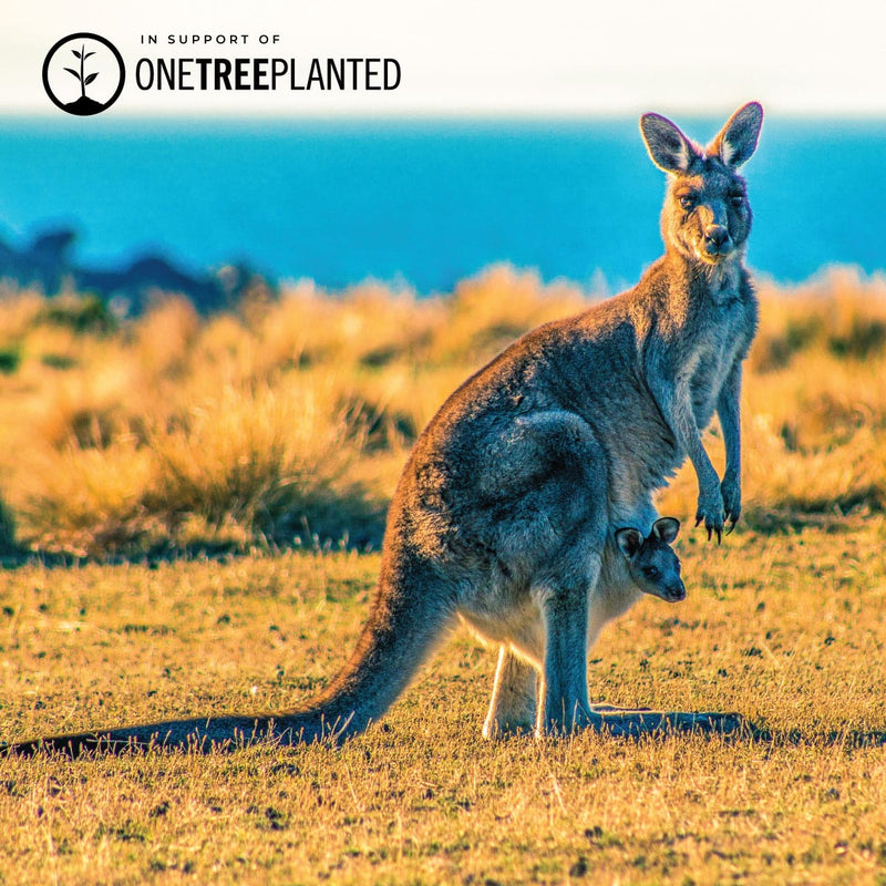 Kangaroo Links | Mini Kismet Bracelet | Yellow x Silver