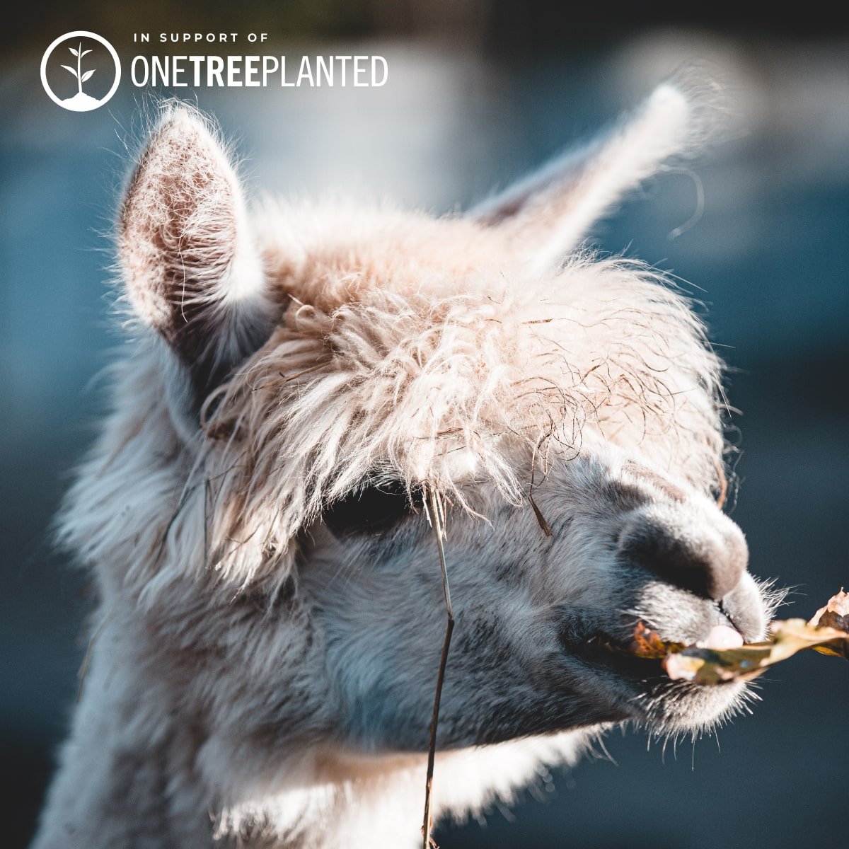 Liens Lama | Bracelet Mini Kismet | Jaune fluo x argent