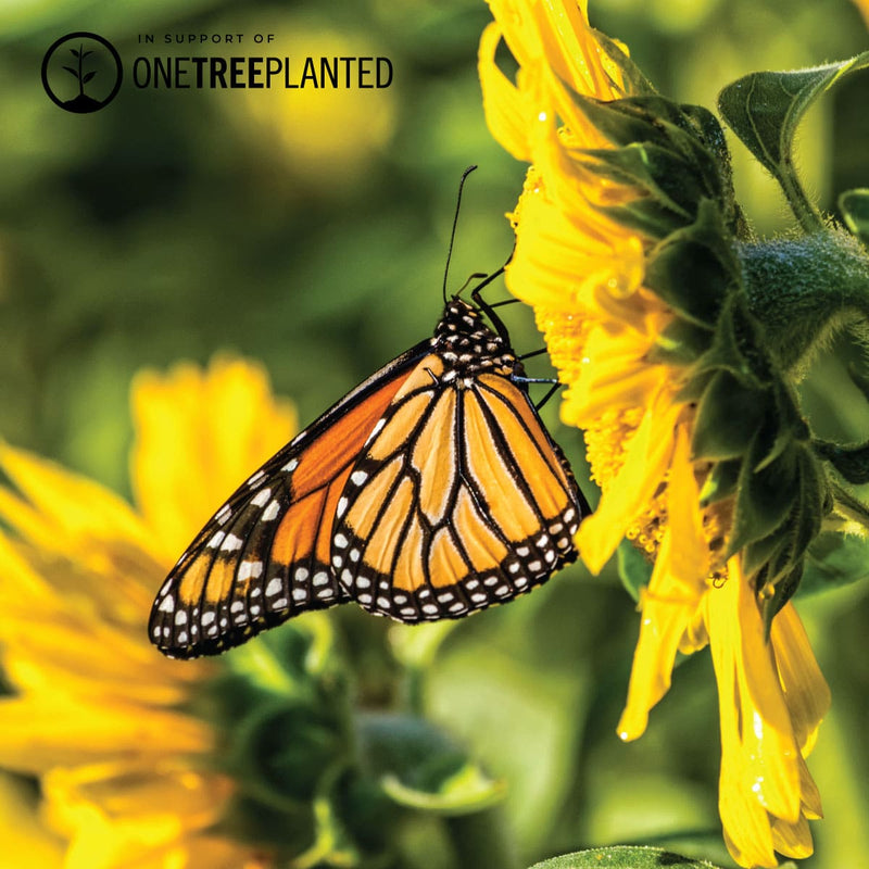 Monarch Butterfly Links | Mini Kismet Bracelet | Pink x Rose Gold