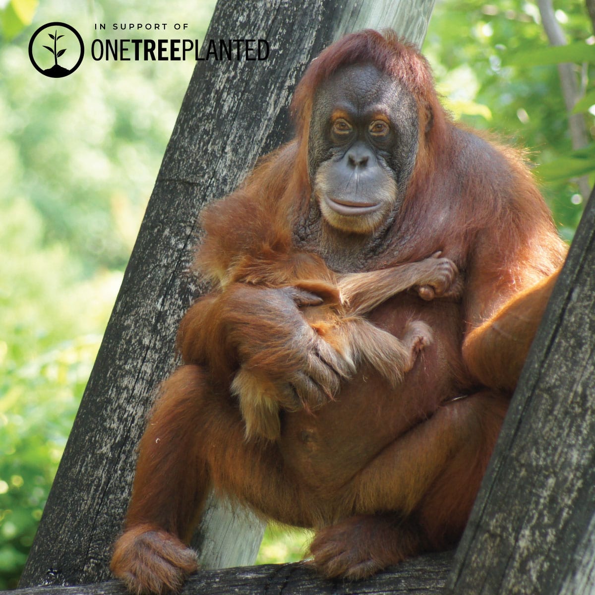 Liens orang-outan | Bracelet Mini Kismet | Orange x Argent