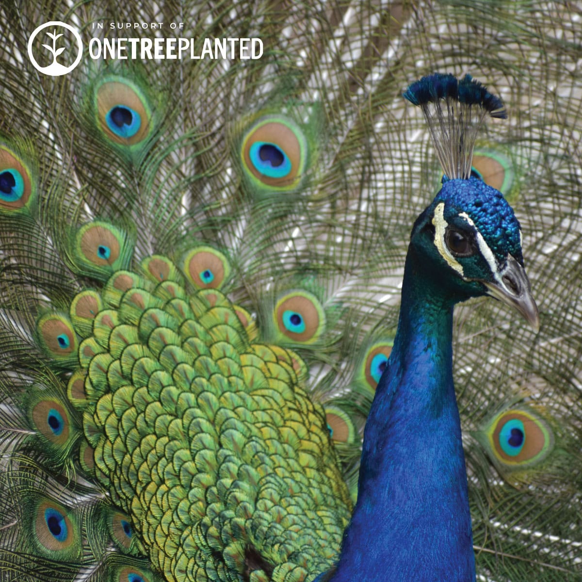 Liens de paon | Bracelet Mini Kismet | Sarcelle x Argent