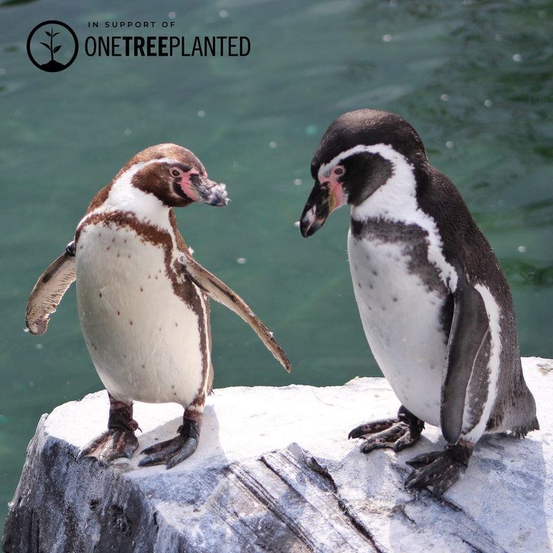 Liens Pingouin | Bracelet Mini Kismet | Corail x Argent
