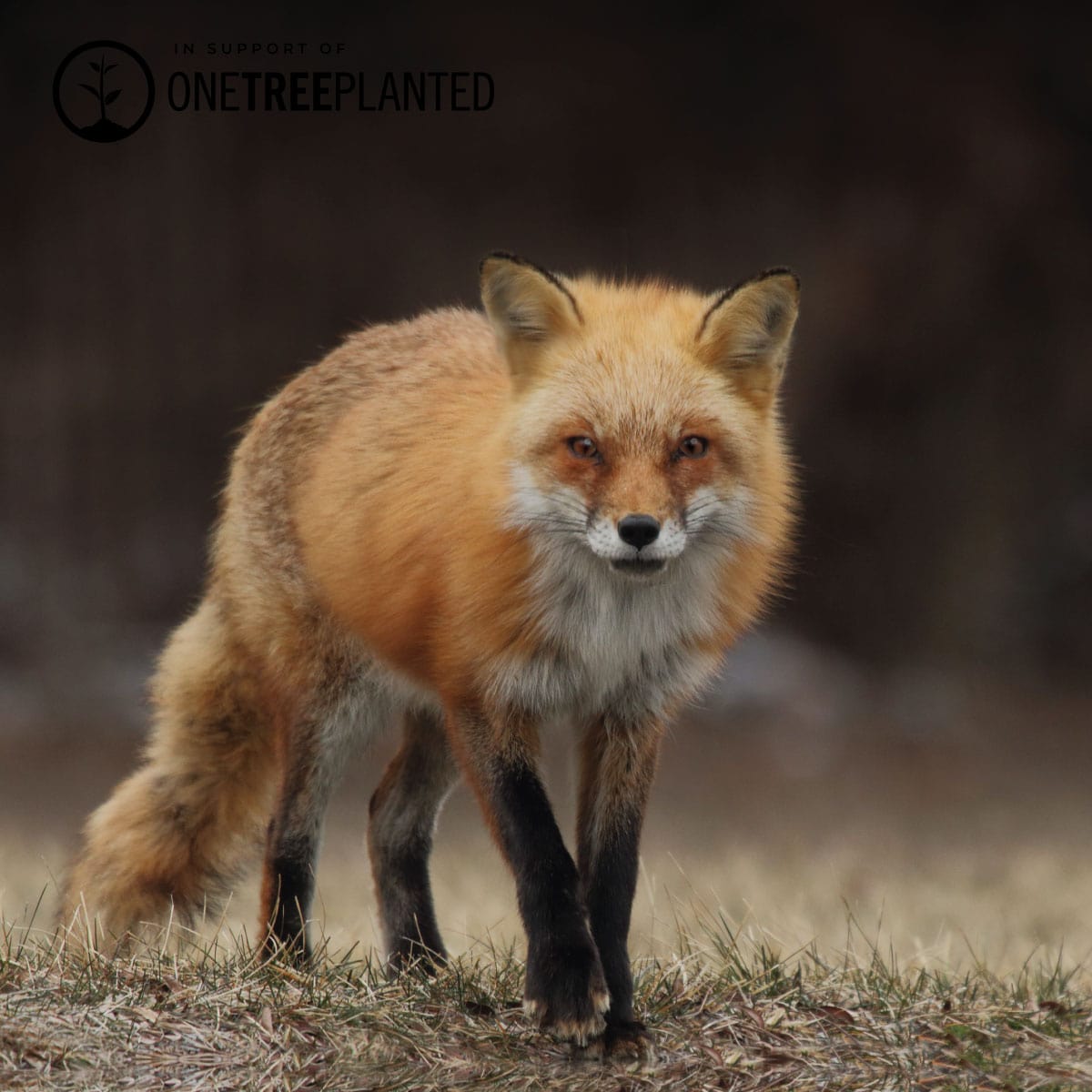 Liens de renard roux | Bracelet Mini Kismet | Bordeaux x Argent