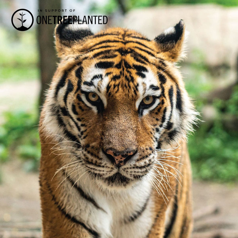 Liens Tigre | Bracelet Kismet de luxe | Noir x Or Rose