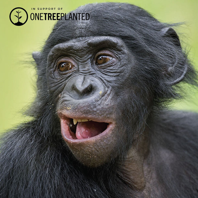 Liens Bonobos | Bracelet Kismet Original | Violet x Argent