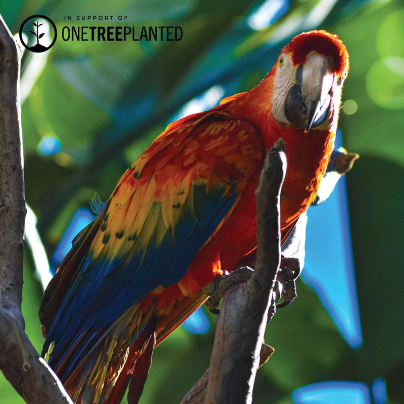 Liens Ara | Bracelet Kismet Original | Spectre x Argent