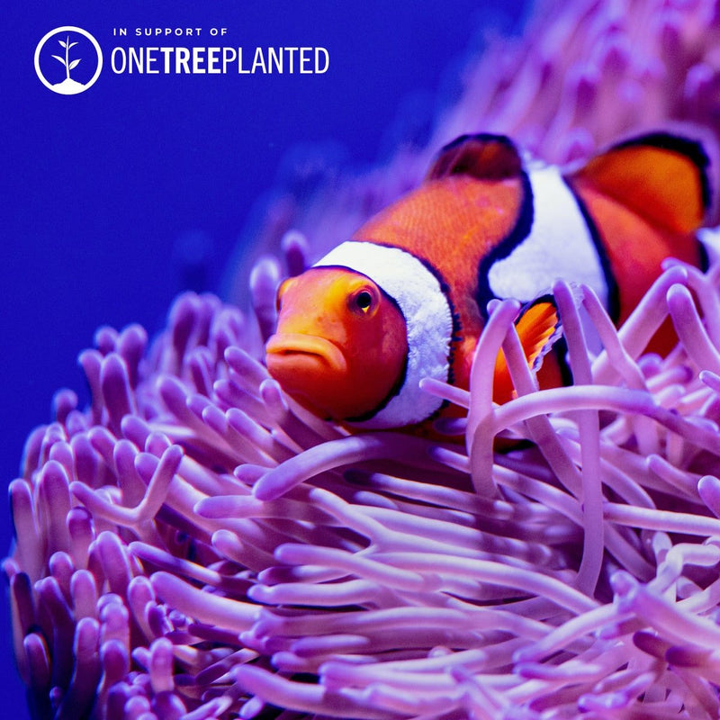 Liens Poisson Clown | Bracelet Mini Kismet | Orange fluo x argent