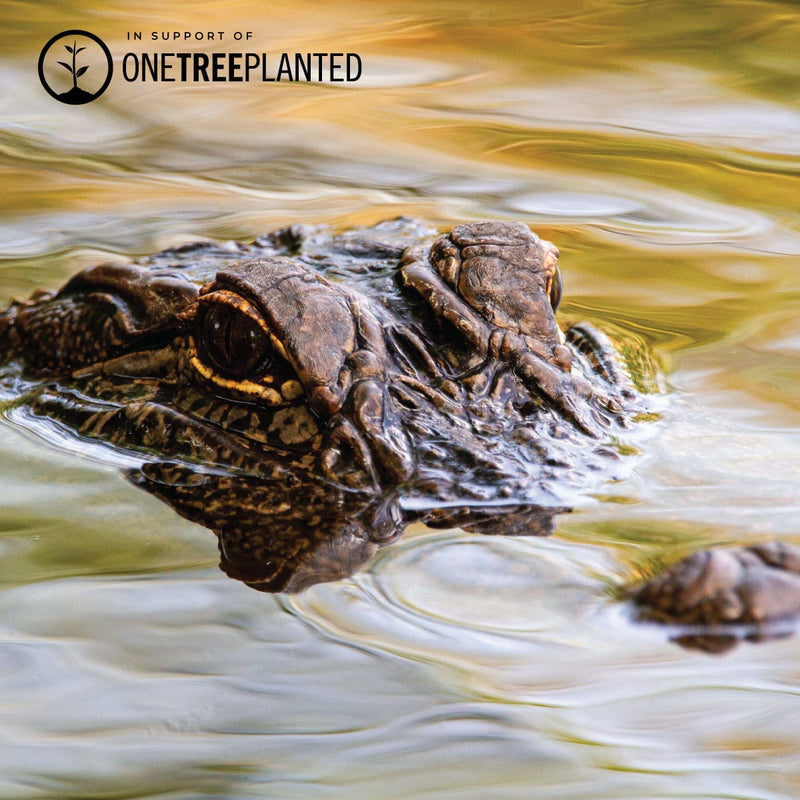 Liens Crocodile | Bracelet Mini Kismet | Vert menthe x argent