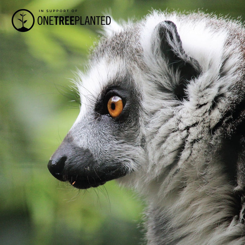 Liens Lémuriens | Bracelet Mini Kismet | Pêche x Argent