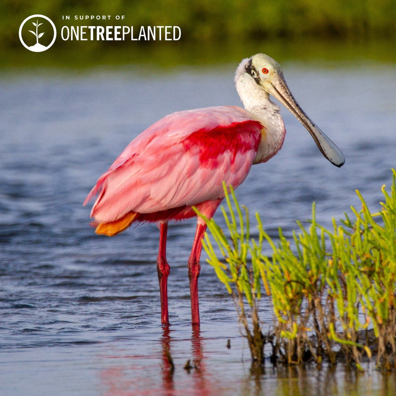 Liens Spatule rosée | Bracelet Mini Kismet | Rose fluo x argent