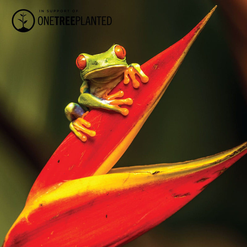 Liens de grenouille d'arbre | Bracelet Mini Kismet | Vert x Argent