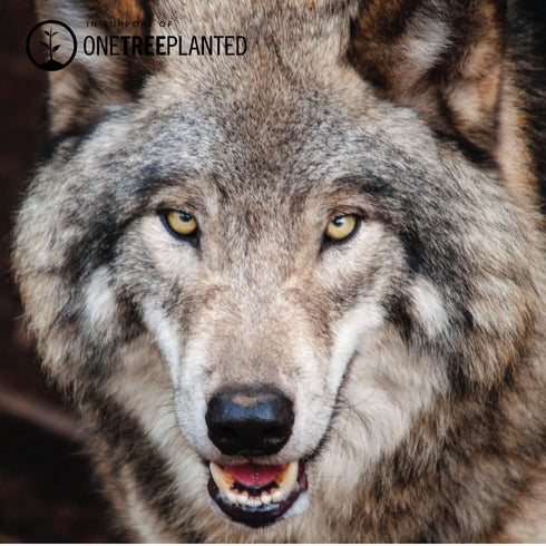 Wolf Links | Mini Kismet Bracelet | Evergreen x Silver